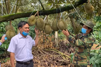 Những năm gần đây, sầu riêng đã trở thành cây trồng chủ lực và mang lại giá trị kinh tế cao cho người nông dân huyện Krông Pắc. 