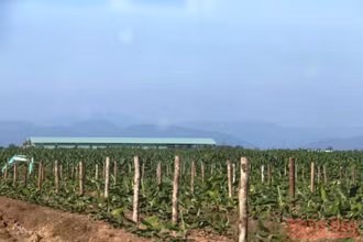 Một trang trại trồng trọt để sản xuất hàng hóa nông nghiệp tại Lào. (Ảnh: Xuân Sơn)