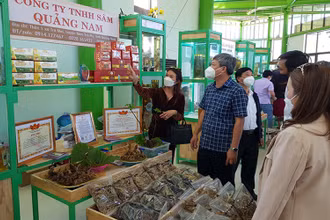 Nhiều doanh nghiệp tham gia giới thiệu, bán các sản phẩm sâm Ngọc Linh.