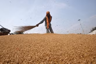  Giá lương thực thế giới tăng đáng kể. (Ảnh minh họa: Reuters/TTXVN)