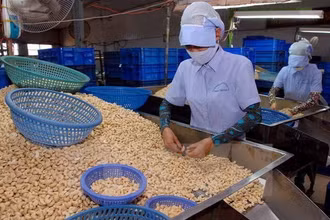 Chế biến hạt điều xuất khẩu. (Ảnh: TTXVN)