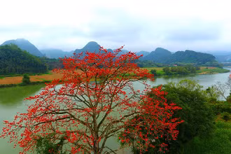 Rực đỏ mùa hoa gạo bên sông Lam