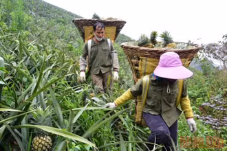 Người dân xã Bản Lầu, huyện Mường Khương (Lào Cai) thu hoạch dứa trên nương đồi.
