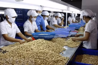 Một số báo điện tử phản ánh thông tin về việc nhiều doanh nghiệp xuất khẩu điều có nguy cơ mất hàng trăm triệu USD.