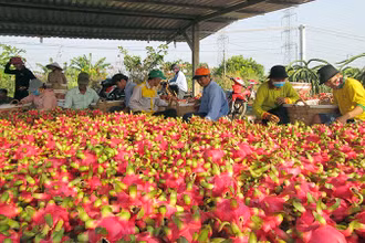 Nông dân xã Hòa Phú, huyện Châu Thành, tỉnh Long An thu hoạch thanh long. (Ảnh THANH PHONG)