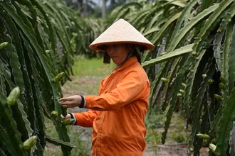 Bảo hiểm nông nghiệp sẽ giúp người nông dân hướng tới các sản phẩm có giá trị kinh tế cao. Ảnh: Thu Hà/qdnd.vn)