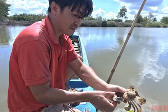 Cua nuôi của hộ dân xã Hiệp Tùng (huyện Năm Căn, tỉnh Cà Mau) bị chết bất thường.