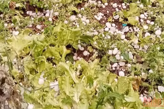  Mưa đá tại Sơn La đã gây nhiều thiệt hại về tài sản, hoa màu của người dân. 