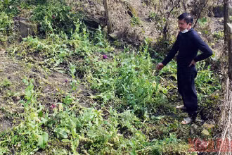 Đối tượng Nguyễn Văn Doanh và mảnh đất trồng cây thuốc phiện trái phép trong vườn nhà.