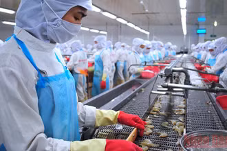 Nhiều lao động được hỗ trợ tiền thuê nhà ở Cà Mau là công nhân trong ngành thủy sản tại khu, cụm công nghiệp. 