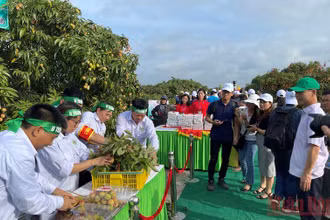 Hội thi thu hoạch vải thiều tại huyện Thanh Hà, Hải Dương.