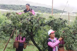 Các đội tham gia thi hái mận.
