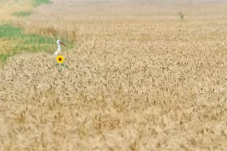 Một cánh đồng lúa mì ở làng Mala Dyvitsya, Ukraine. (Ảnh: AFP/TTXVN)