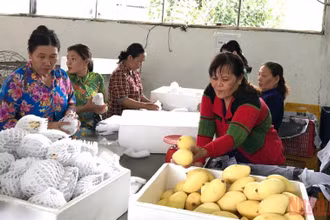 Trái cây là một trong những mặt hàng có nhiều cơ hội gia tăng xuất khẩu vào thị trường châu Âu.