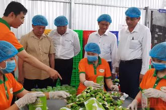 Kẹo dừa sáp lá dứa Vicosap là sản phẩm OCOP 4 sao của Công ty TNHH Chế biến dừa sáp Cầu Kè (xã Thạnh Phú, huyện Cầu Kè).