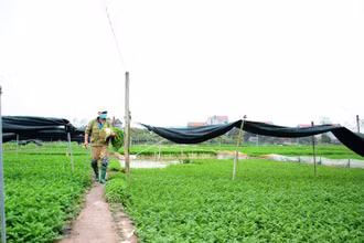 Cánh đồng rau cần của HTX Khai Thái, huyện Phú Xuyên (Hà Nội).