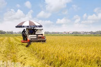 Ảnh minh họa: Thu hoạch lúa mùa tại xã Tràng An, Bình Lục, Hà Nam. (Ảnh: Báo Hà Nam)