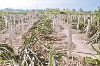Vườn thanh long ở xã Hàm Chính, huyện Hàm Thuận Bắc (Bình Thuận) bị chặt bỏ.