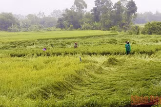 Nông dân Quảng Bình dựng lại lúa bị ngã, đổ để hạn chế thiệt hại