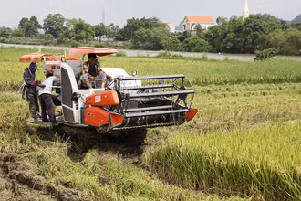 Bà con nông dân tỉnh Ninh Bình thu hoạch lúa đông xuân. (Ảnh: Lê Hồng)