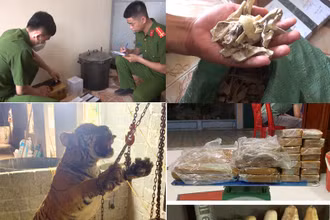 Công an phát hiện, thu giữ cá thể hổ cùng các tang vật liên quan hành vi mua, bán hổ để nấu cao.