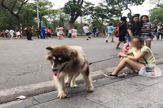 Việc ban hành Quy chế sẽ ngăn chặn hành vi đem súc vật vào phố đi bộ, gây nguy hiểm cho cộng đồng.