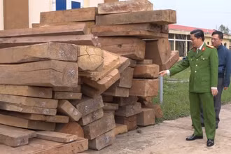 Công an Quảng Bình thu giữ 30m3 gỗ bị các đối tượng khai thác trái phép.