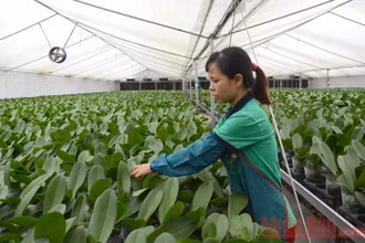 Chăm sóc hoa lan trong nhà lưới tại Hợp tác xã Đan Hoài, huyện Đan Phượng, Hà Nội. Ảnh: Đăng Anh