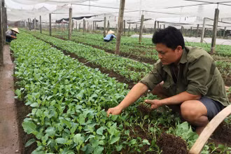 Người dân xã Hà Hồi, huyện Thường Tín trồng rau vụ đông (Ảnh: TÔ QUÝ). 