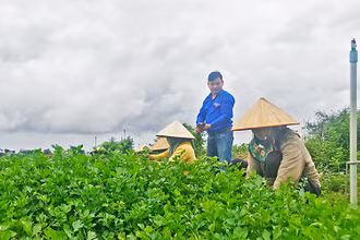 Nhà khởi nghiệp trẻ Lưu Lập Đức cùng bà con nông dân lao động sản xuất trên cánh đồng tại huyện Đức Trọng.