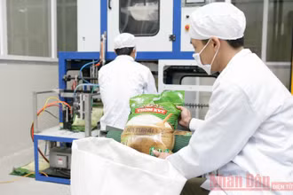 Xuất khẩu gạo tăng cao về giá trị.