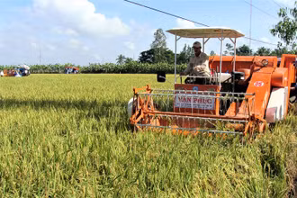 Thu hoạch ST25, lúa đặc sản tạo ra gạo ngon nhất thế giới tại Sóc Trăng.