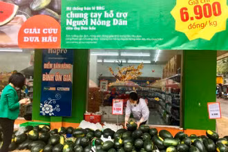 Siêu thị Hapromart Thành Công (Hà Nội) hỗ trợ nông dân tiêu thụ dưa hấu.