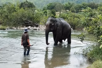 Voi Yă Tao từng là thành viên gắn bó với gia đình anh Siu Kim.