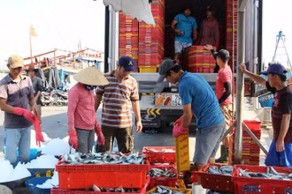 Giá trị khai thác hải sản của ngư dân tăng theo từng năm.