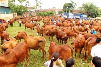 Đàn bò tại xã Minh Châu, huyện Ba Vì.