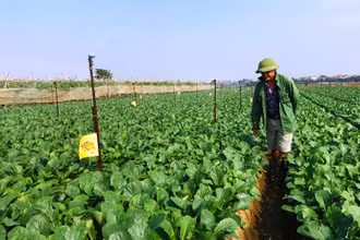 Sản xuất rau an toàn tại huyện Mê Linh, Hà Nội.