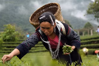 Chè là một trong những sản phẩm nông nghiệp chủ lực đem lại thu nhập, ổn định cuộc sống cho hàng nghìn hộ nông dân Lai Châu.