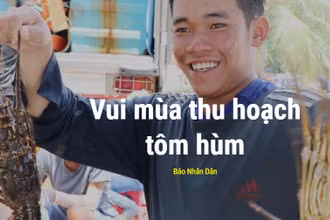 Vui mùa thu hoạch tôm hùm