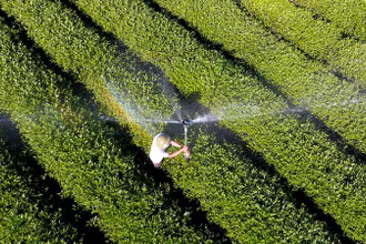 Vùng nguyên liệu chè xã Hùng Sơn, huyện Anh Sơn (Nghệ An). (Ảnh: QUANG DŨNG)