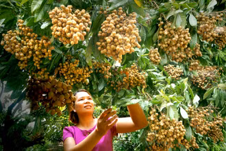 Các nhà vườn phường Hồng Châu, thành phố Hưng Yên thu hoạch nhãn chính vụ. (Ảnh: PHẠM THÀNH)