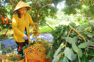 Thu hoạch nhãn ở xã An Nhơn, huyện Châu Thành, tỉnh Đồng Tháp. (Ảnh: HỮU NGHĨA)