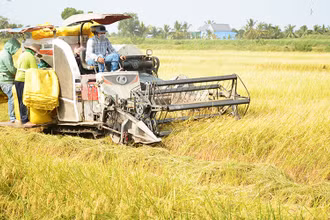Nông dân huyện Gò Quao (Kiên Giang) thu hoạch lúa hè thu.