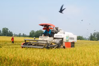 Nông dân xã Đồng Thạnh thu hoạch lúa hè thu 2021.