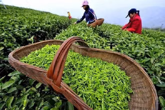 Sản phẩm chè Việt Nam (Ảnh minh họa).