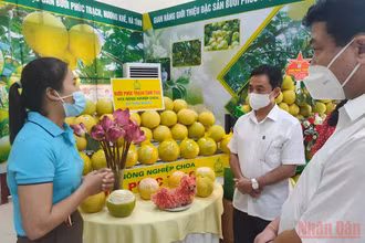 Các đại biểu dự hội nghị tại điểm cầu Hương Khê tham quan các gian trưng bày bưởi Phúc Trạch.