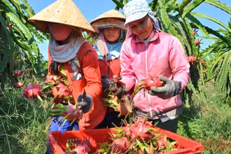 Thu hoạch thanh long tại Hợp tác xã dịch vụ thanh long hữu cơ Phú Hội, xã Hàm Hiệp, huyện Hàm Thuận Bắc (Bình Thuận). (Ảnh: Đình Châu)