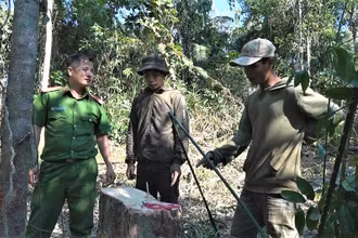 Một vụ khai thác lâm sản trái phép trên lâm phần do Công ty Lâm nghiệp Ea Kar quản lý được lực lượng Công an phát hiện, xử lý.