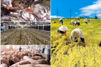 Tăng gia sản xuất bảo đảm cung ứng sản phẩm cho các tỉnh phía nam.