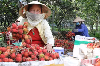 Bà Nguyễn Thị Em (ấp Phú Thạnh 1, xã Đồng Phú, huyện Long Hồ, tỉnh Vĩnh Long) phấn khởi được thương lái đến mua chôm chôm. (Ảnh: BÁ DŨNG)